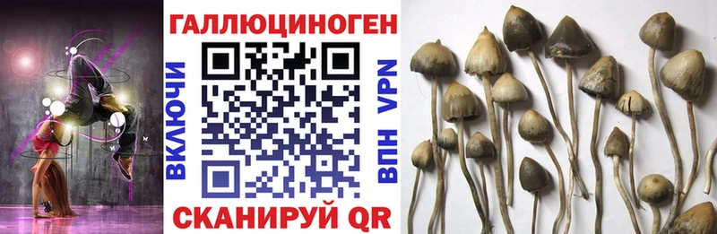 Псилоцибиновые грибы Magic Shrooms  Купить  Мичуринск 